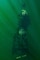 U.S. Navy SEAL and German Naval Special Ops Dive Training
