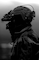 U.S. Navy SEAL and German Naval Special Ops Dive Training