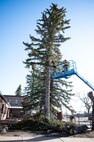Two Airmen cut branches off a tree.