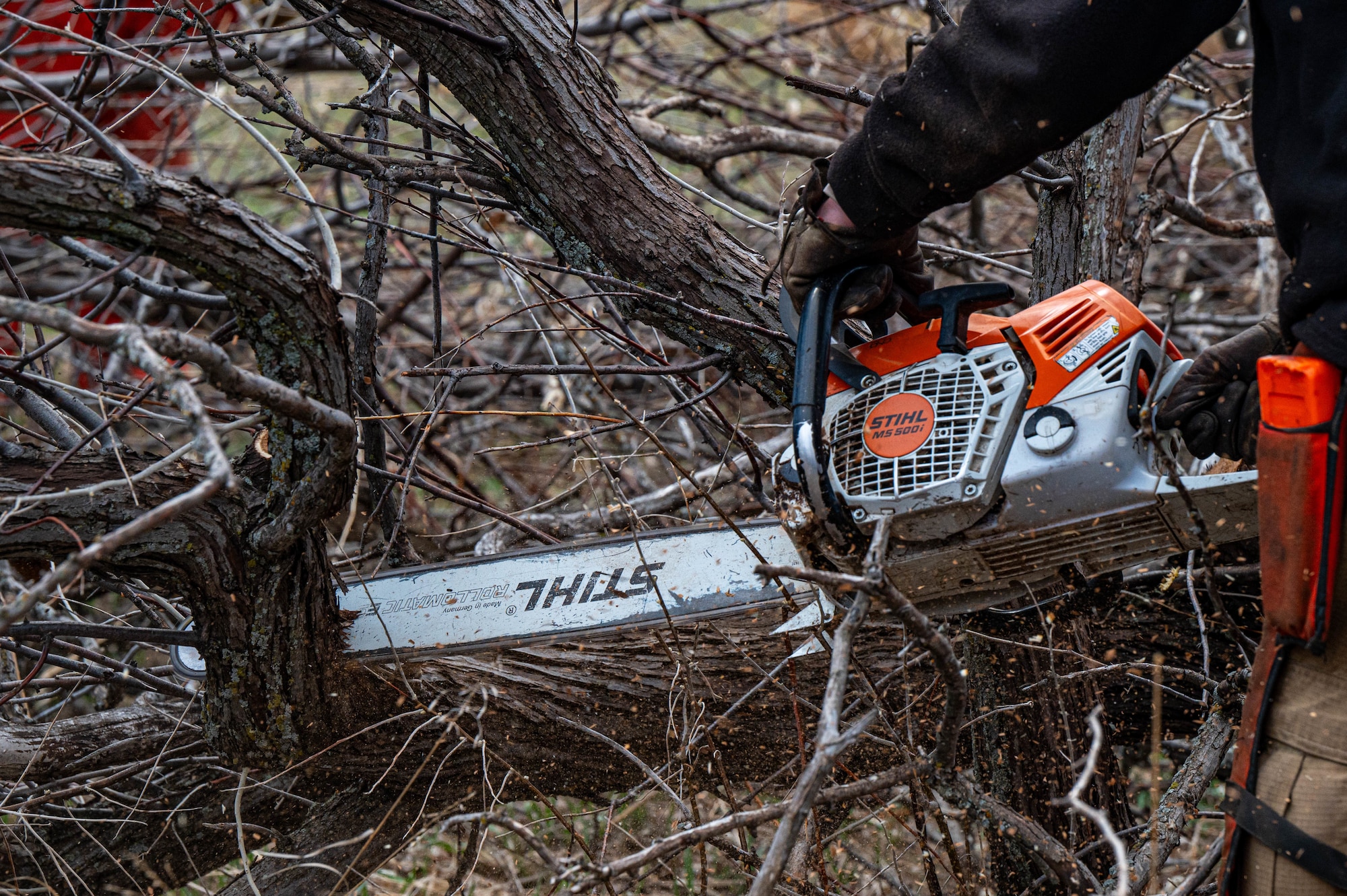 A U.S. Air Force Wildland Fire Branch crew member cuts down Russian Olive trees on Minot Air Force Base, North Dakota, April 22, 2025. Wildland Fire Branch develops guidance for execution of wildland fire suppression, mitigation, prescribed fire, and hazardous fuel reduction on Air Force installations. (U.S. Air Force photo by Senior Airman Alexander Nottingham)
