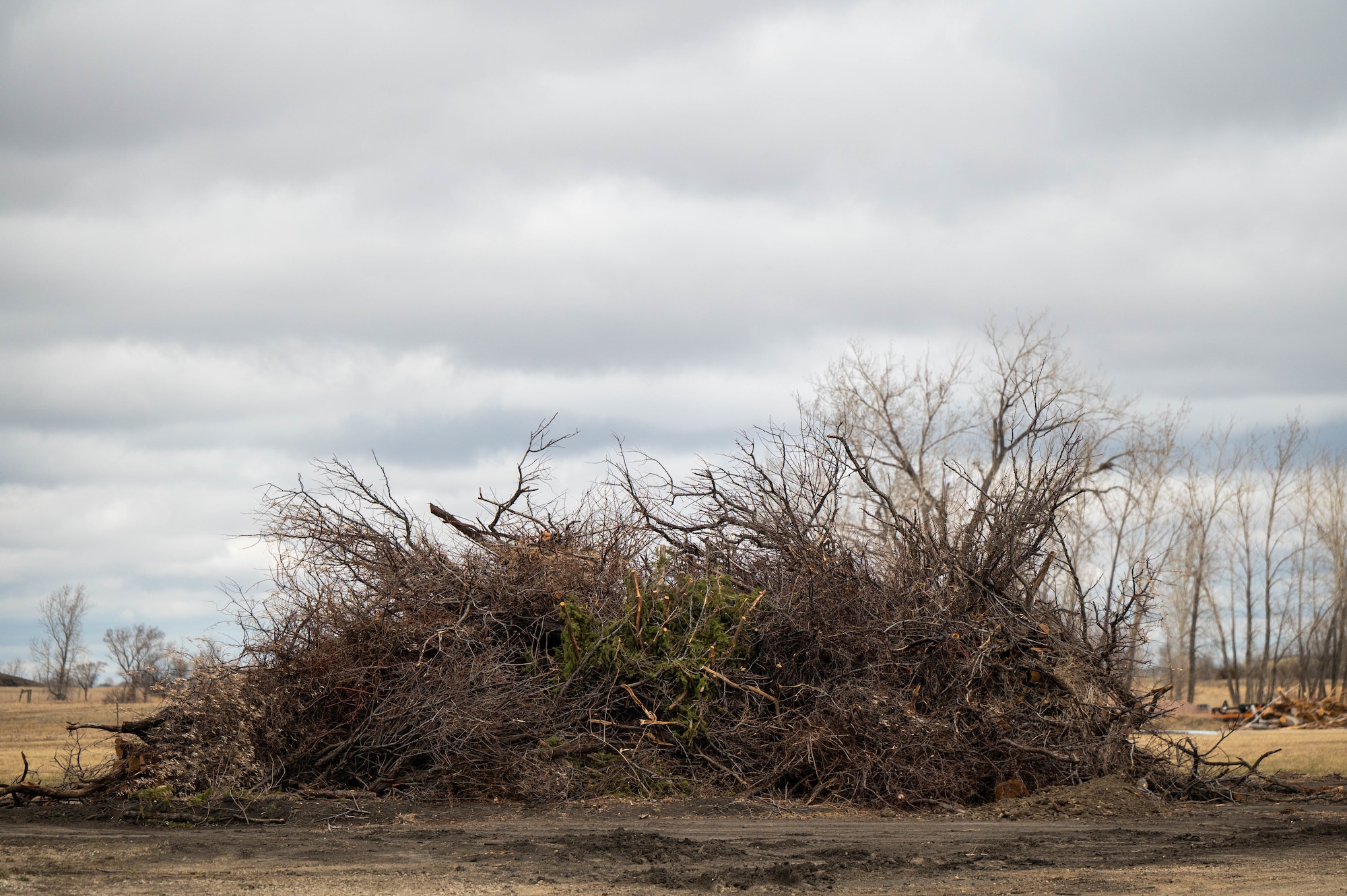 Russian Olive trees are collected into a pile for transportation to a burn pit on Minot Air Force Base, North Dakota, April 22, 2025. The U.S. Air Force Wildland Fire Branch provides strategic, logistical, and “boots on the ground” wildland fire support to ensure military preparedness. (U.S. Air Force photo by Senior Airman Alexander Nottingham)