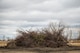 Russian Olive trees are collected into a pile for transportation to a burn pit on Minot Air Force Base, North Dakota, April 22, 2025. The U.S. Air Force Wildland Fire Branch provides strategic, logistical, and “boots on the ground” wildland fire support to ensure military preparedness. (U.S. Air Force photo by Senior Airman Alexander Nottingham)