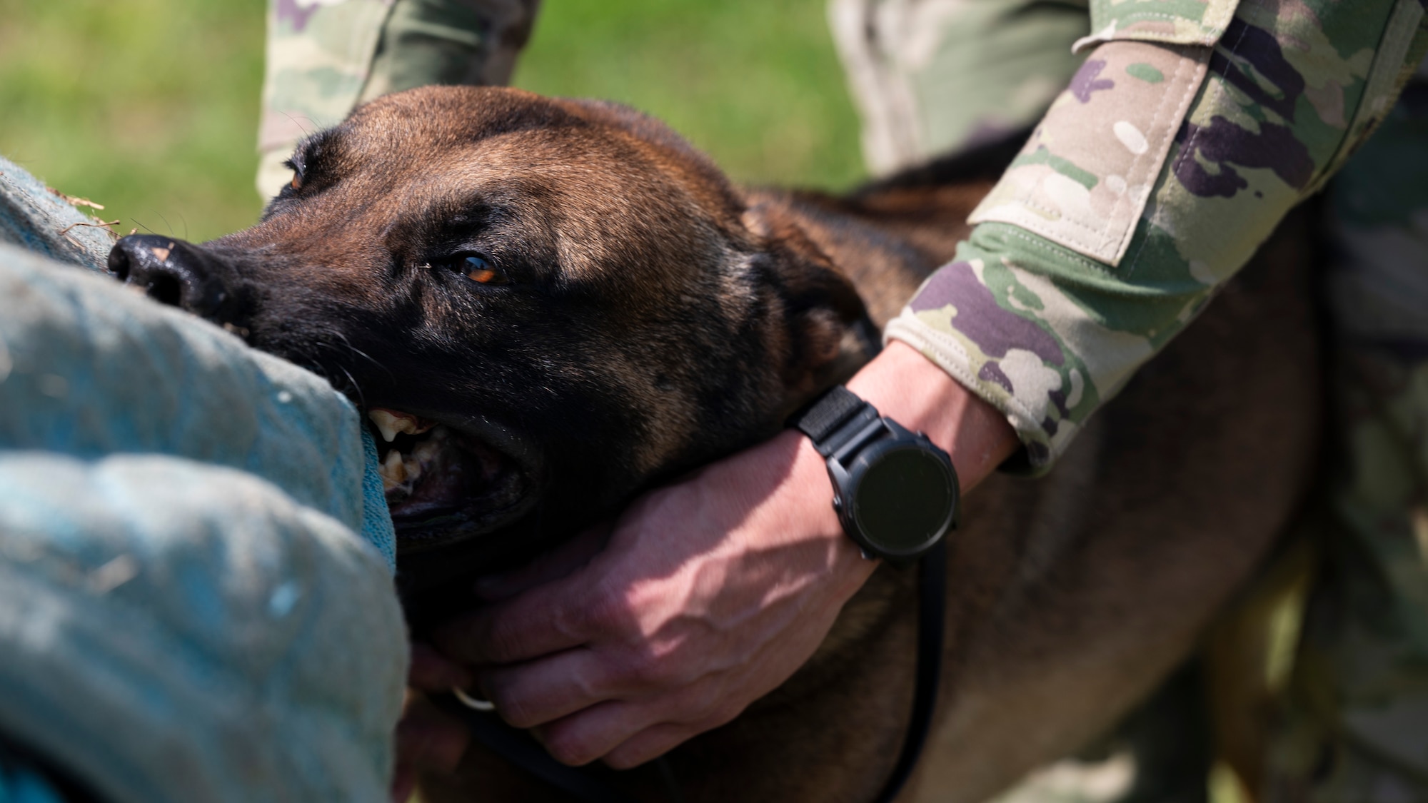 Oosborne, 51st Security Forces Squadron military working dog, bites U.S. Air Force Staff Sgt. Tyler Cisneros, 51st SFS military working dog handler, during bite training at Osan Air Base, Republic of Korea, April 30, 2025. MWDs are trained to bite and hold, releasing only when their handler gives the command. Duncan ends the bite training by attaching the leash back to the collar and giving a command to release once complete. This training is important to conduct regularly because it helps K-9s being trained maintain a loyal partnership with their handler. (U.S. Air Force photo by Senior Airman Rome Bowermaster)