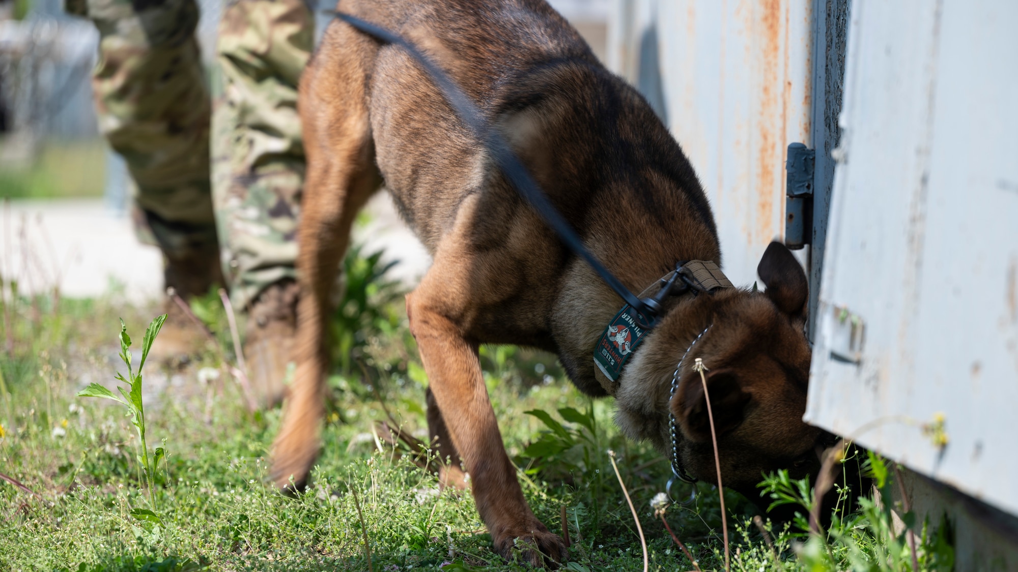 Oosborne, 51st Security Forces Squadron military working dog, demonstrates patrol detection capabilities at Osan Air Base, Republic of Korea, April 30, 2025. MWDs are trained in patrol and detection to help assist security forces members in securing the base. (U.S. Air Force photo by Senior Airman Rome Bowermaster)