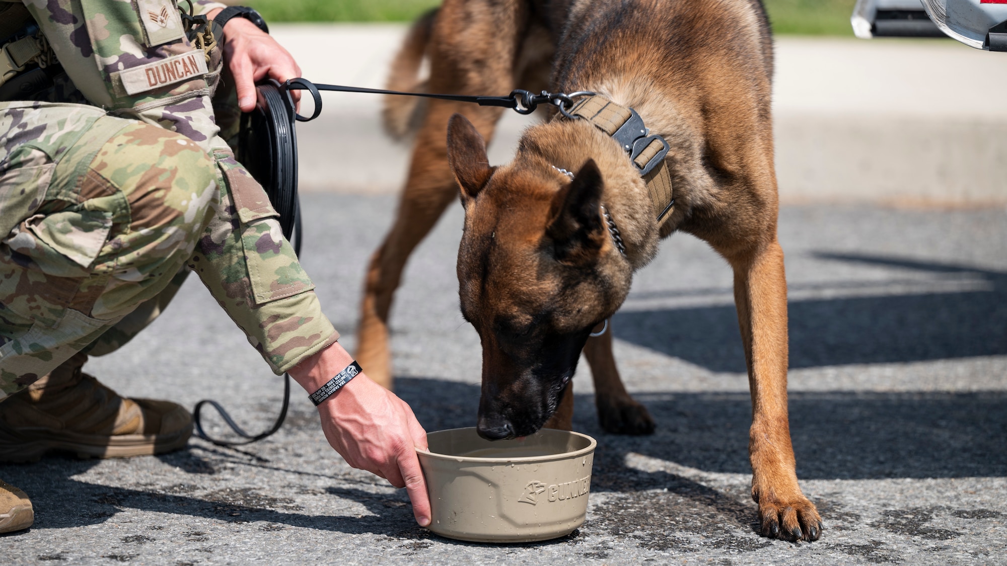 U.S. Air Force Senior Airman Brandon Duncan, 51st Security Forces Squadron military working dog handler, provides water to Oosborne, 51st SFS military working dog, at Osan Air Base, Republic of Korea, April 30, 2025. Ensuring the K-9s are healthy and taken care of is part of a MWD handler’s responsibilities. By maintaining great health of our MWDs we can ensure they are mission ready at all times. (U.S. Air Force photo by Senior Airman Rome Bowermaster)