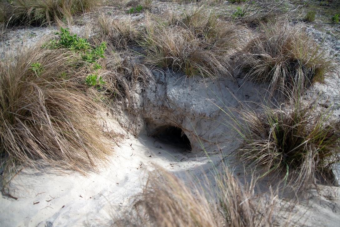 A gopher tortoise burrow is discovered during a survey May 2, 2025, along the St. Johns River at Marine Corps Support Facility Blount Island, Florida. (Official U.S. Marine Corps Photo/Dustin Senger)