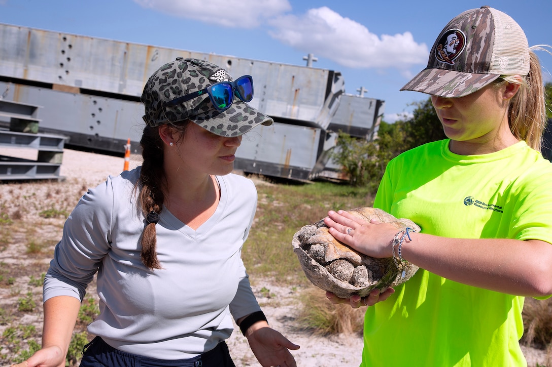 Taylor Comstock, Marine Corps environmental protection specialist, and Betsy Stewart, an Environmental Resource Solutions environmental scientist, inspect a gopher tortoise during a burrow survey May 2, 2025, along the St. Johns River at Marine Corps Support Facility Blount Island, Florida. (Official U.S. Marine Corps Photo/Dustin Senger)