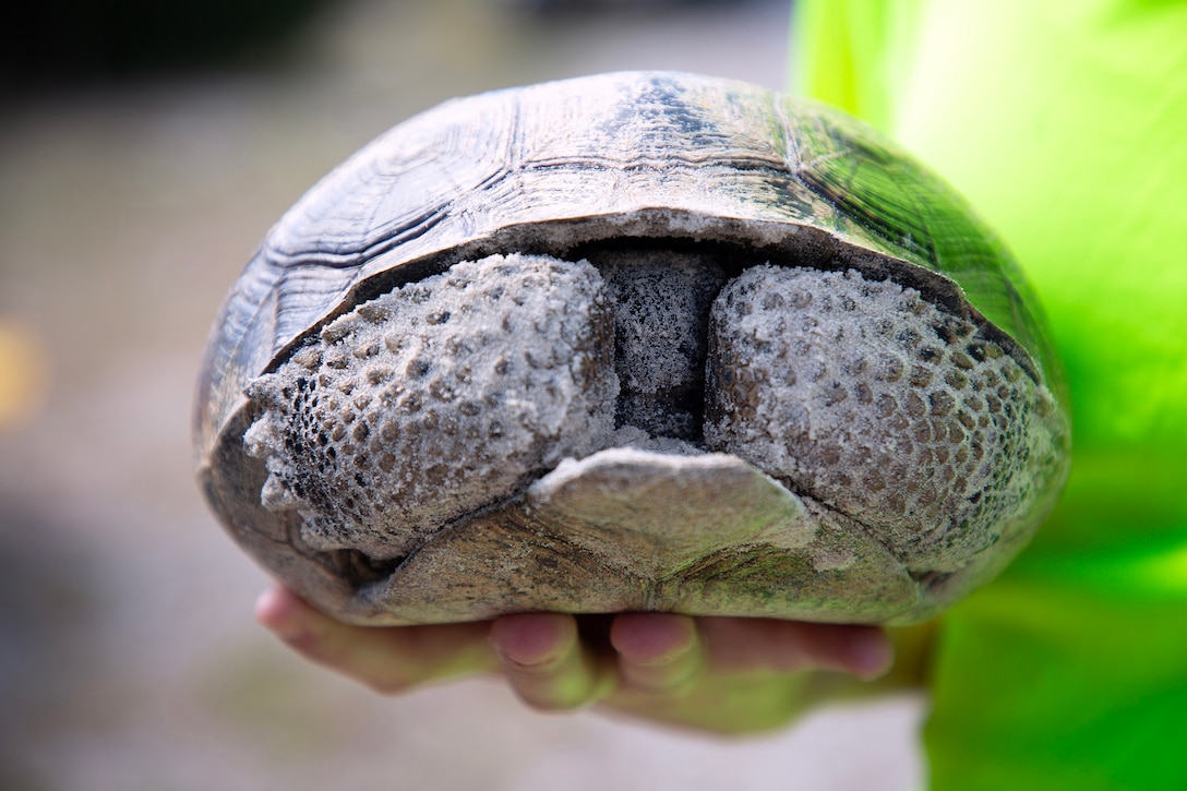 Betsy Stewart, an Environmental Resource Solutions environmental scientist, inspects a gopher tortoise during a burrow survey May 2, 2025, along the St. Johns River at Marine Corps Support Facility Blount Island, Florida. (Official U.S. Marine Corps Photo/Dustin Senger)