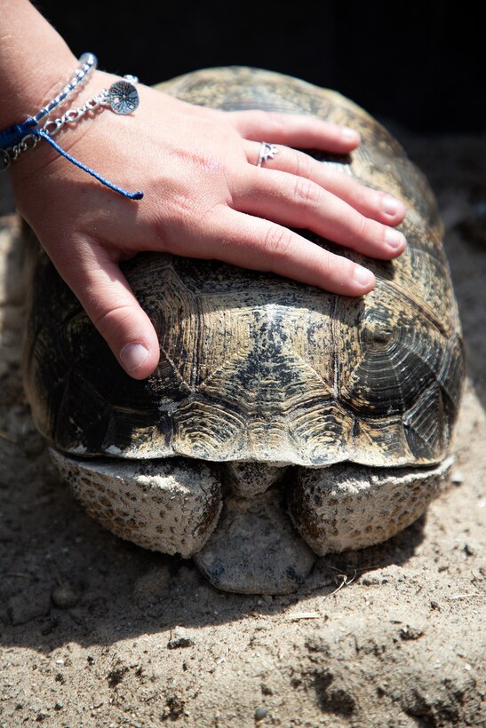 Tortoise Relocation Keeps Land Adaptable to Marine Corps Logistics