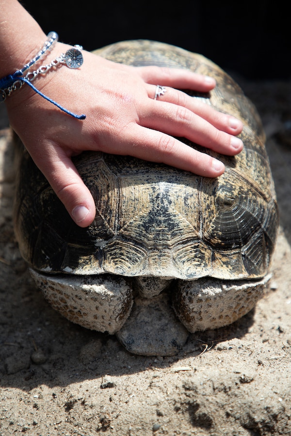 Betsy Stewart, an Environmental Resource Solutions environmental scientist, inspects a gopher tortoise during a burrow survey May 2, 2025, along the St. Johns River at Marine Corps Support Facility Blount Island, Florida. (Official U.S. Marine Corps Photo/Dustin Senger)