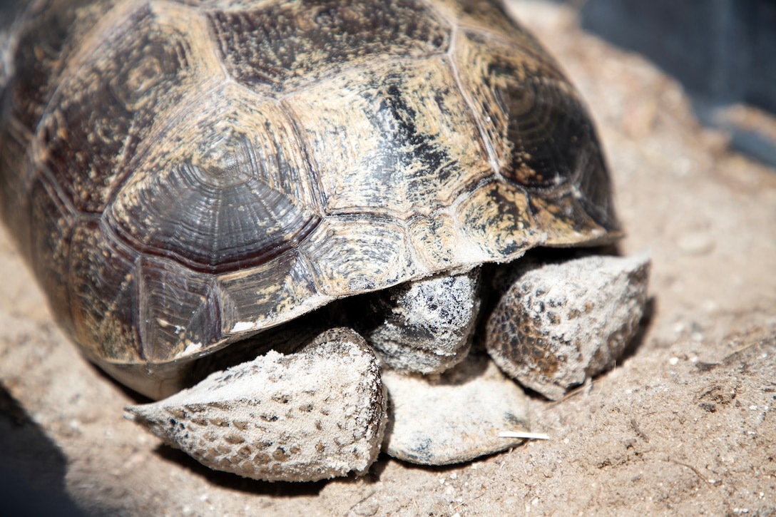 A gopher tortoise rests in a box during a burrow survey May 2, 2025, along the St. Johns River at Marine Corps Support Facility Blount Island, Florida. (Official U.S. Marine Corps Photo/Dustin Senger)