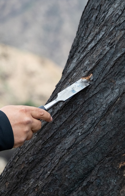 Arborist Victor Velazquez, from Tetra Tech, conducts hands-on assessments on any tree that potentially is unsafe, or dying during the debris cleanup of the Southern California wildfires. 

USACE is working in partnership with local, state and the Federal Emergency Management Agency in response to the Southern California Wildfires.