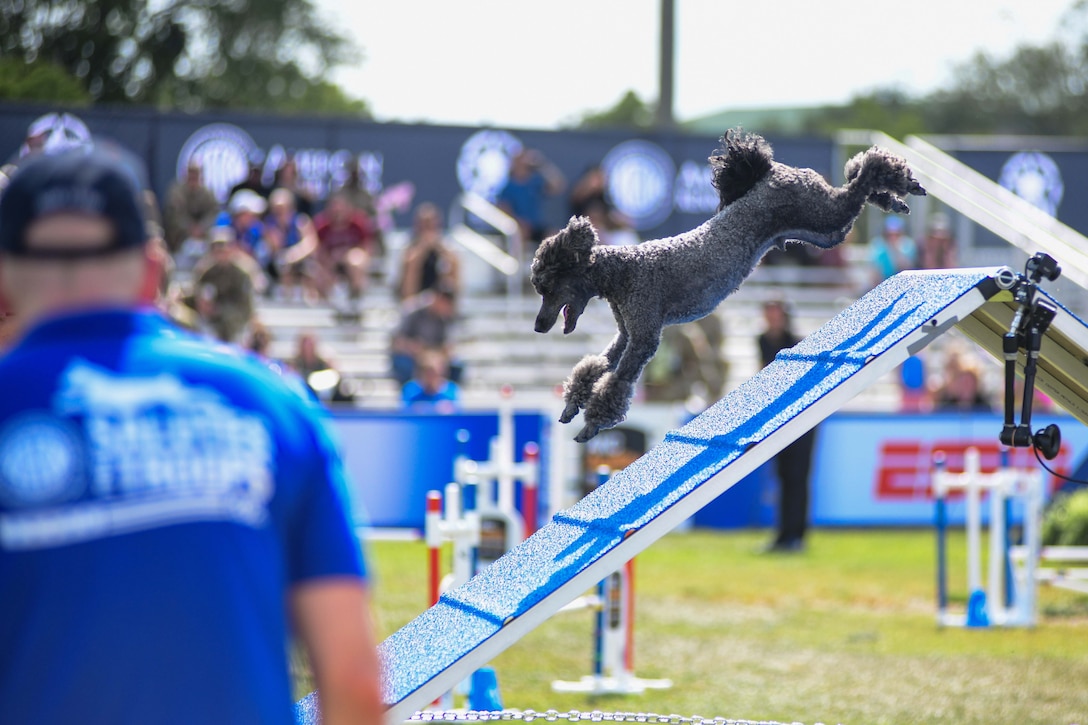 A dog jumps down an obstacle course on a field as spectators watch from the blurred bleachers in the background.