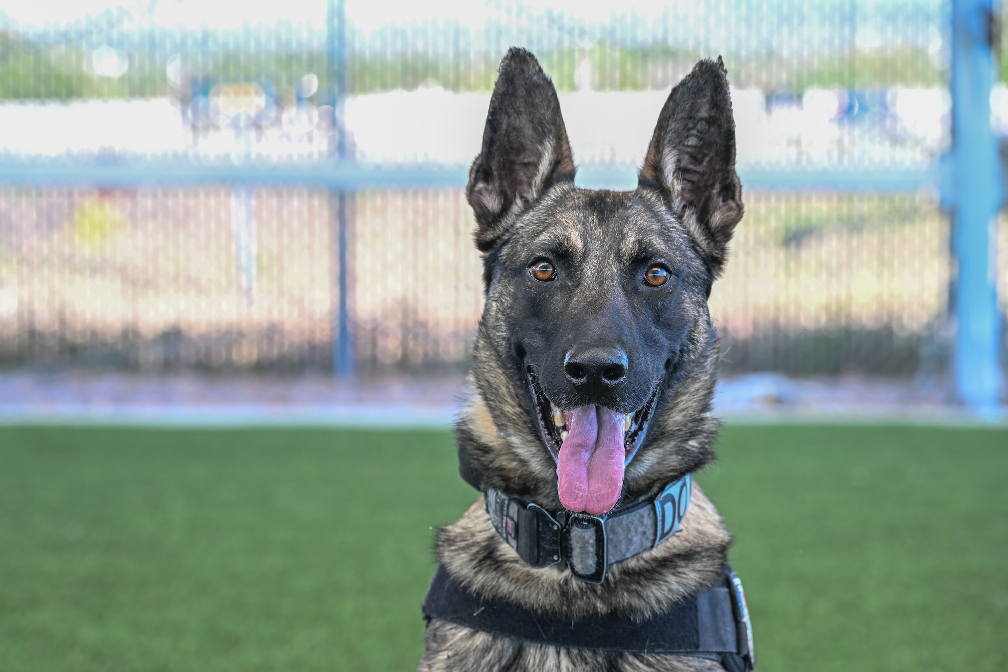 a military working dog smiles for the camera