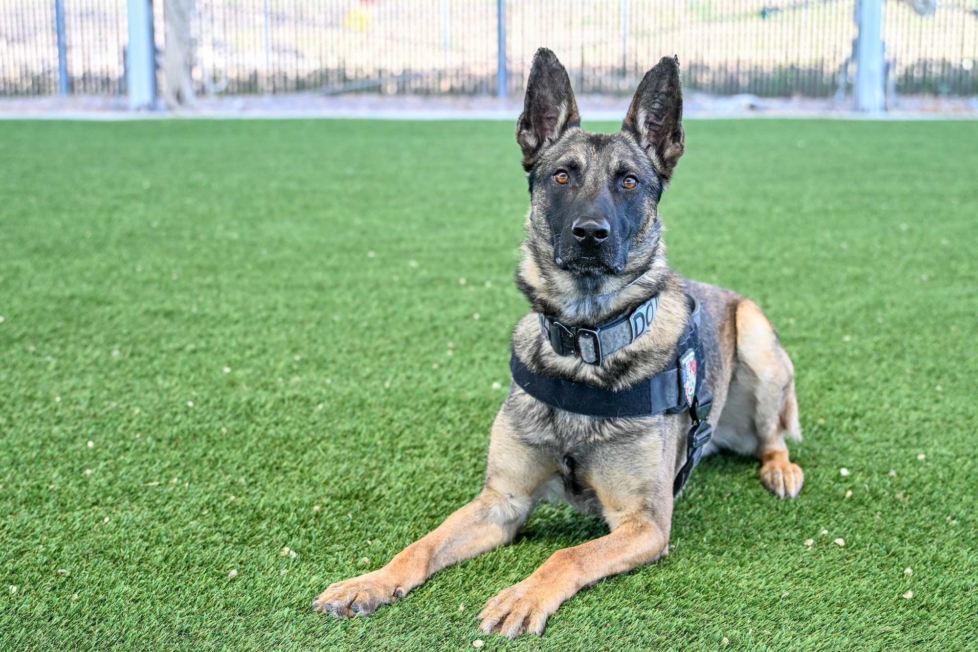 a military working dog poses laying down