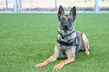 a military working dog poses laying down