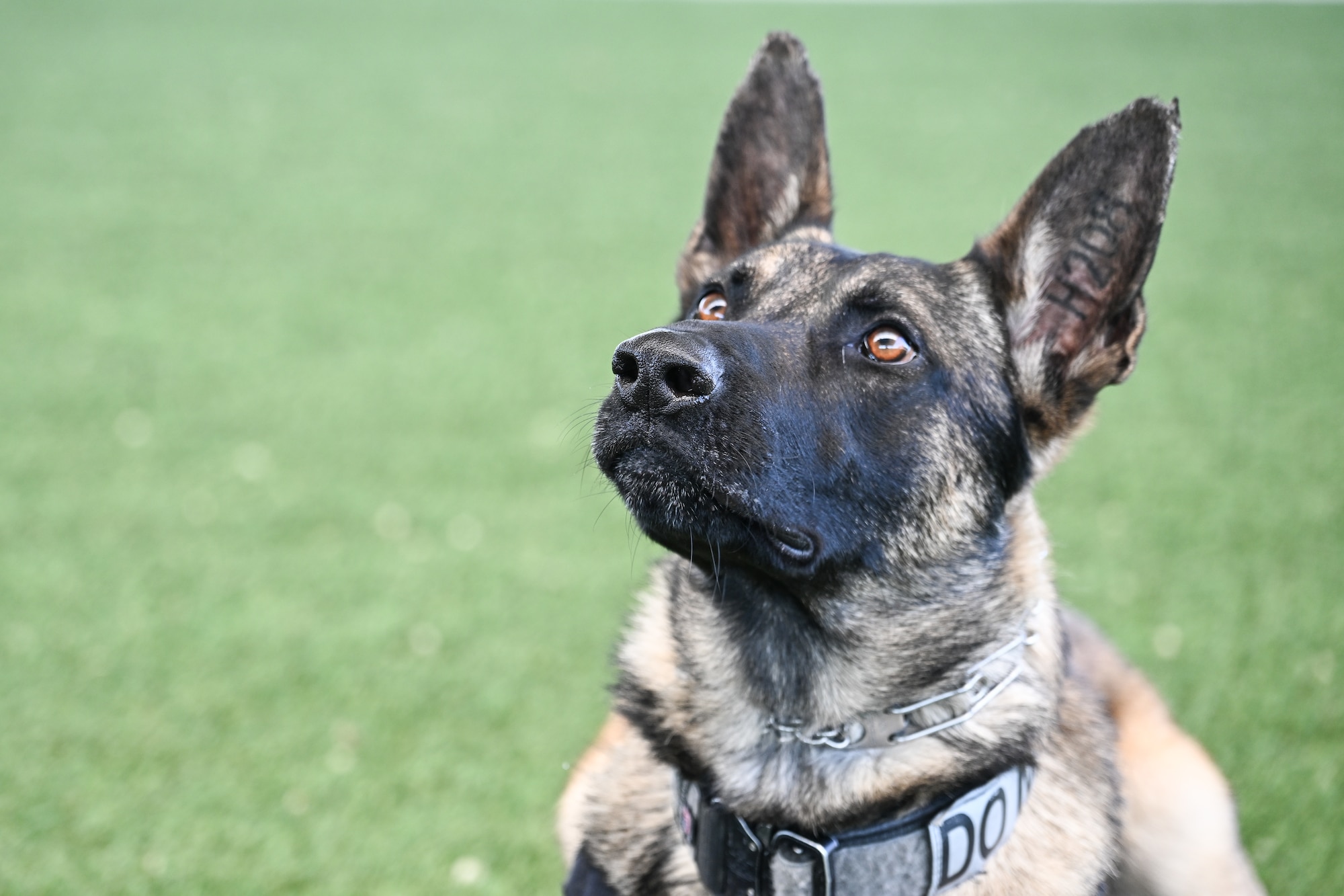 A military working dog looks up at his trainer