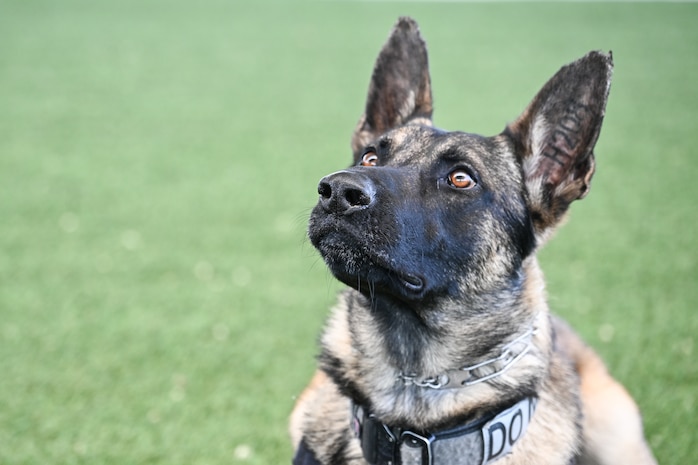 A military working dog looks up at his trainer