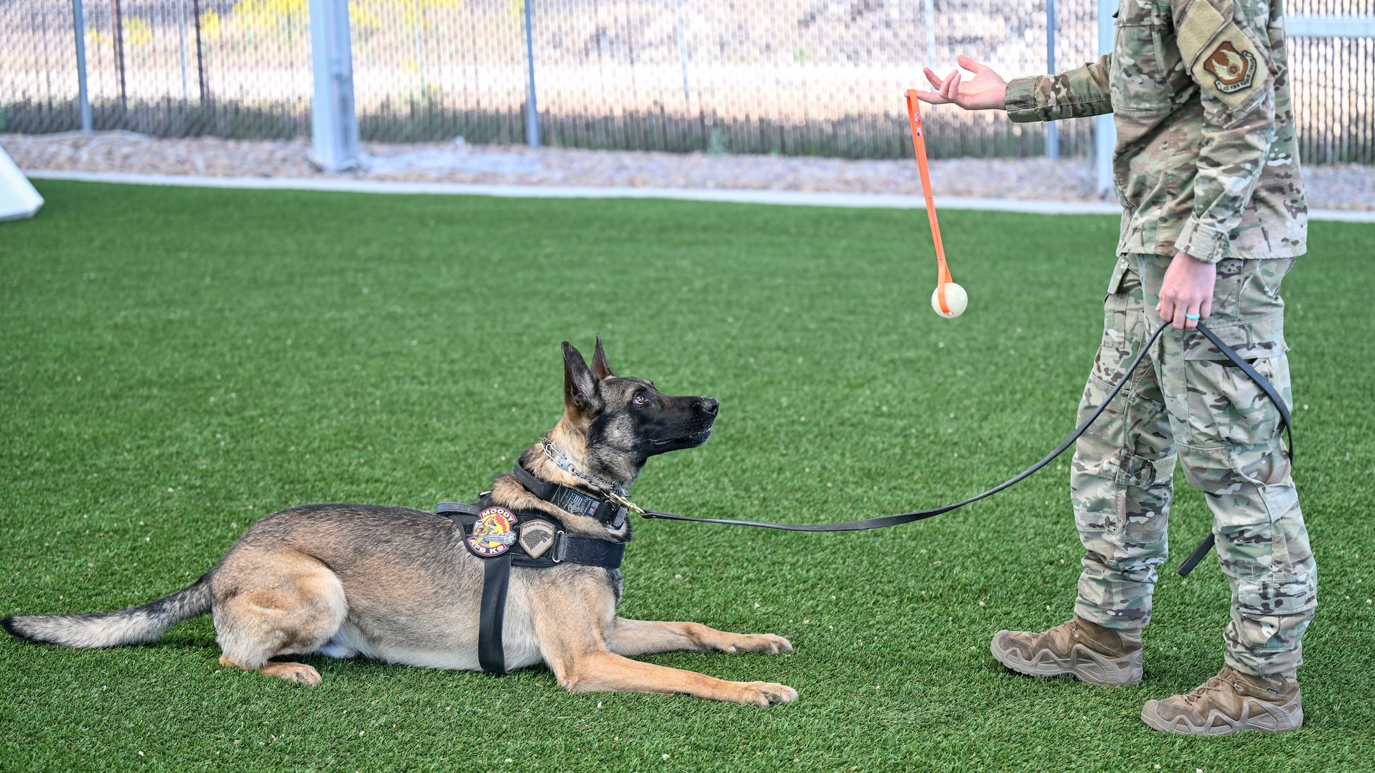 a military working dog waits for his trainer to reward him with a toy