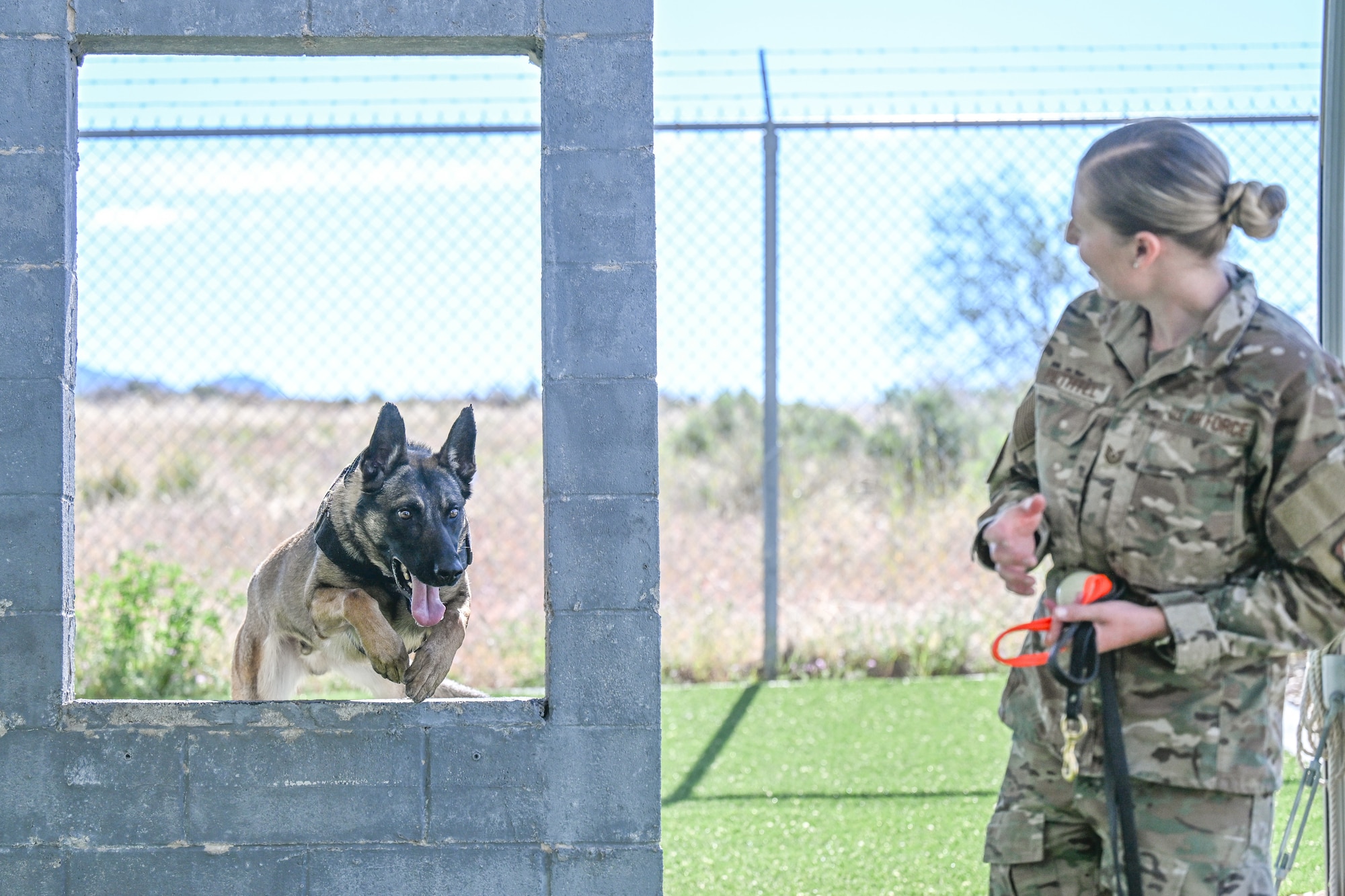 A military working dog jumps over an obstacle