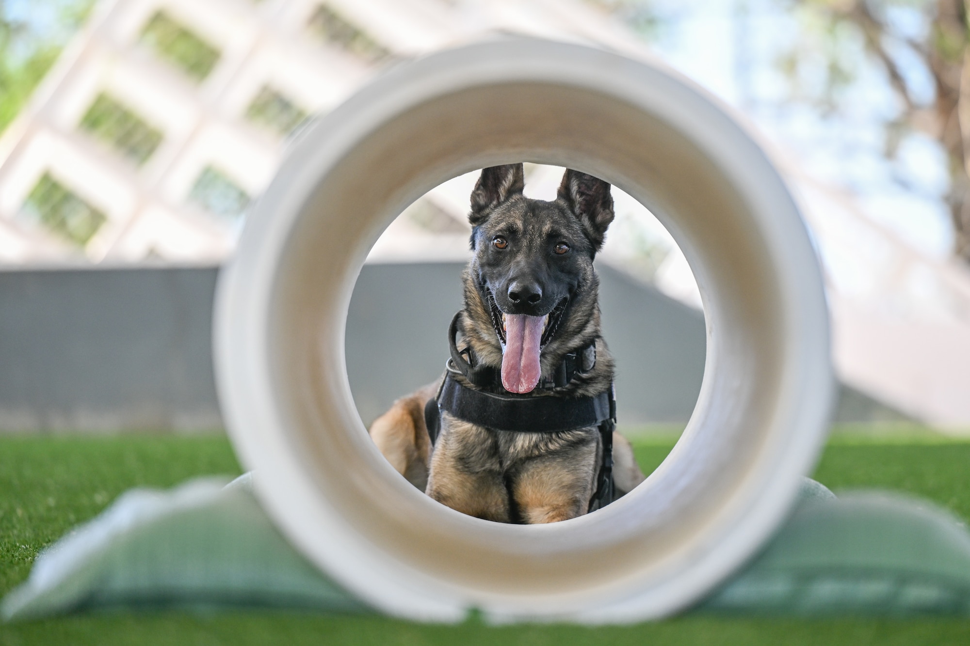 Military working dog looking through a tunnel at the camera