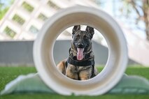 Military working dog looking through a tunnel at the camera