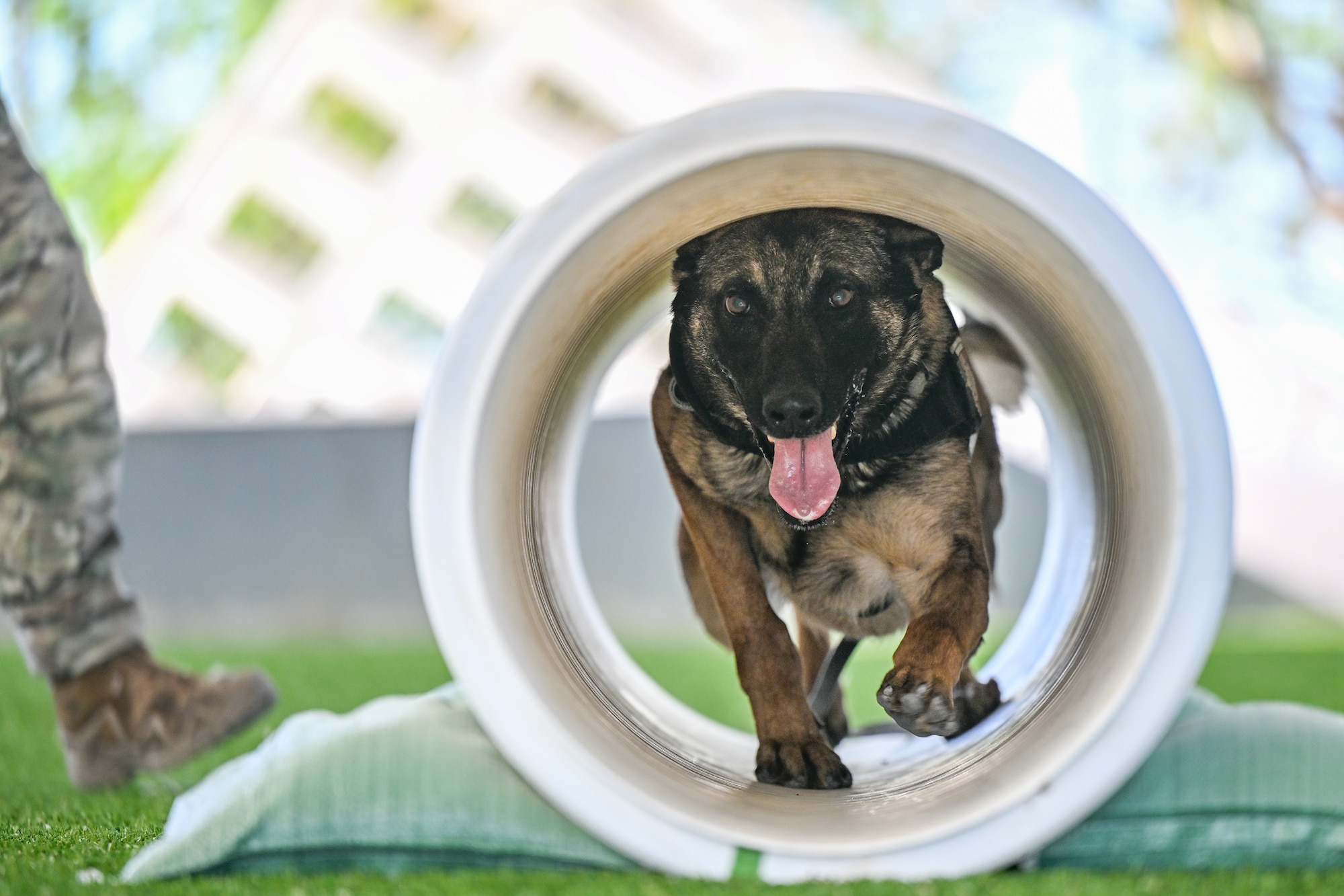 a military working dog running through a tunnel