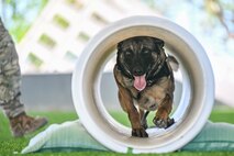 a military working dog running through a tunnel