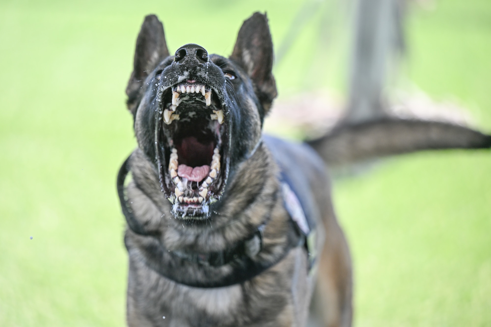 a military working dog barking and showing his teeth