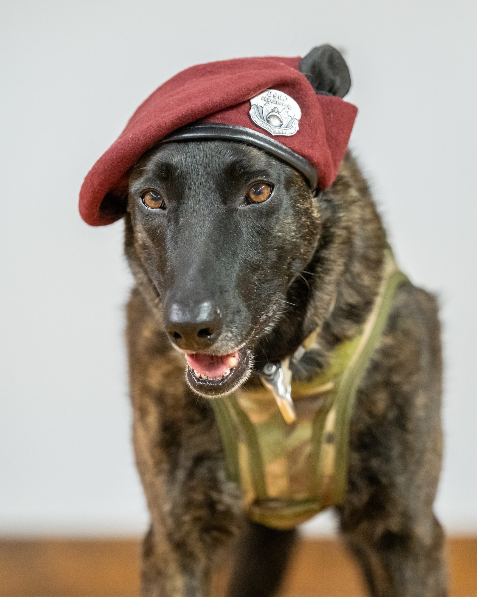 Callie, the only certified search-and-rescue dog in the Department of Defense, is retired from service during a ceremony at the Kentucky Air National Guard Base in Louisville, Ky., Jan. 24, 2025. Over the course of more than six years with the 123rd Special Tactics Squadron, Callie served on numerous exercises and six real-world tastings, searching for survivors in the aftermath of floods, tornadoes, a mine collapse and an avalanche, earning a Meritorious Service Medal for her efforts. (U.S. Air National Guard photo by Dale Greer)