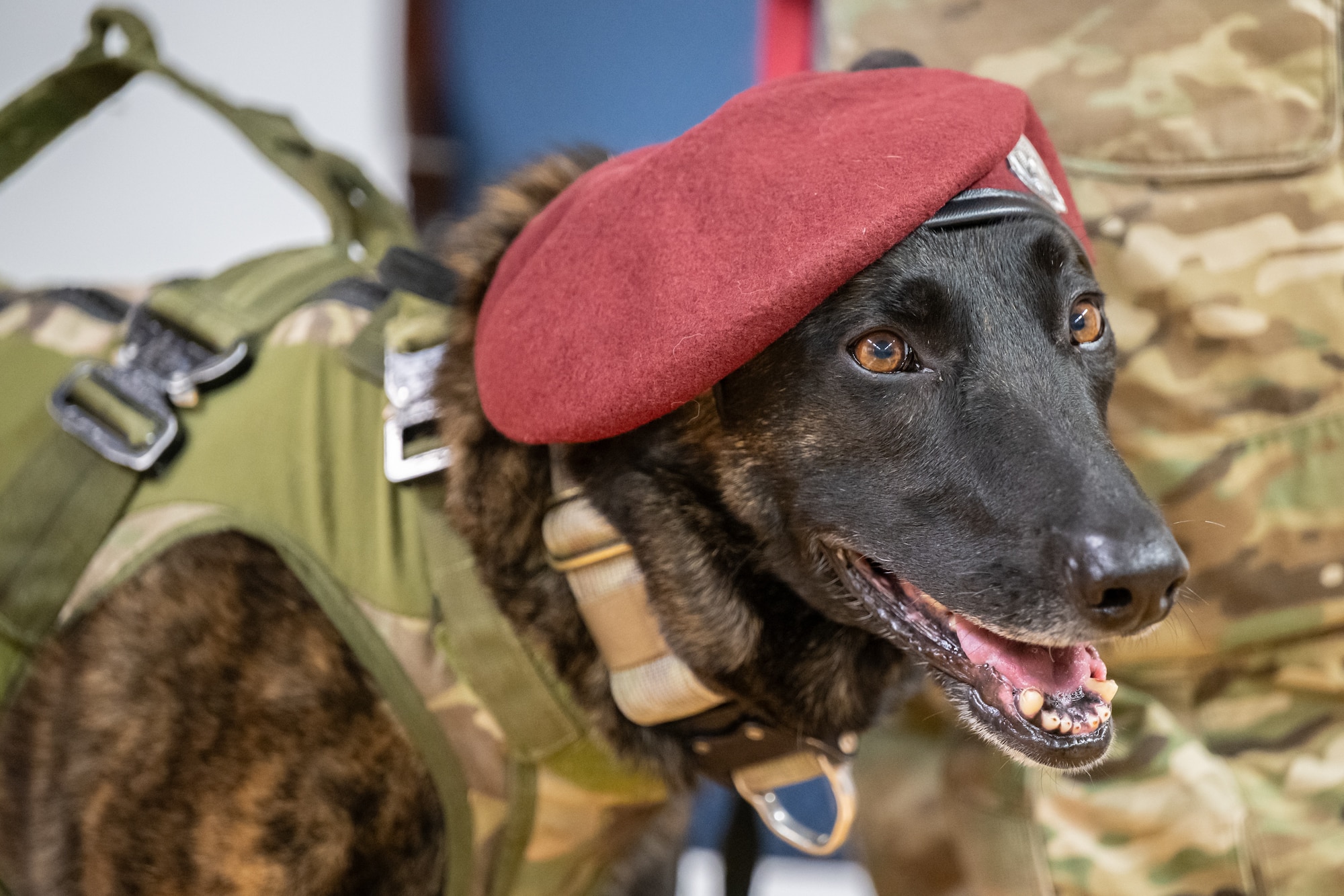 Callie, the only certified search-and-rescue dog in the Department of Defense, is retired from service during a ceremony at the Kentucky Air National Guard Base in Louisville, Ky., Jan. 24, 2025. Over the course of more than six years with the 123rd Special Tactics Squadron, Callie served on numerous exercises and six real-world tastings, searching for survivors in the aftermath of floods, tornadoes, a mine collapse and an avalanche, earning a Meritorious Service Medal for her efforts. (U.S. Air National Guard photo by Dale Greer)