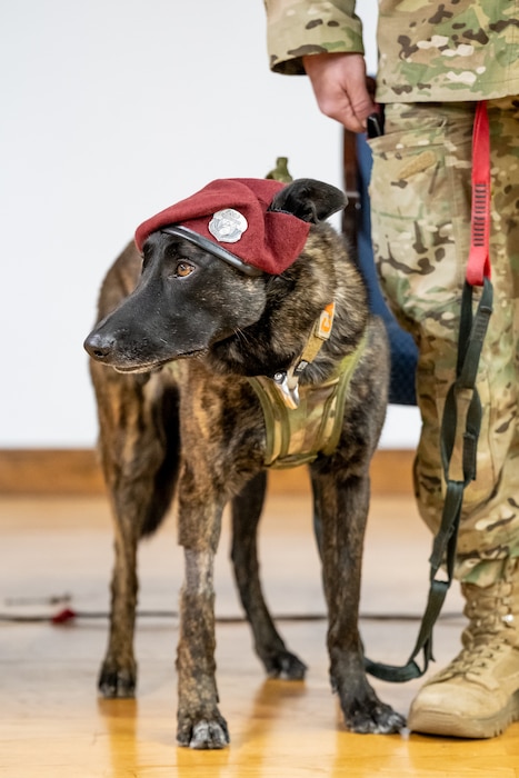 Callie, the only certified search-and-rescue dog in the Department of Defense, is retired from military service during a ceremony at the Kentucky Air National Guard Base in Louisville, Ky., Jan. 24, 2025. Over the course of more than six years with the 123rd Special Tactics Squadron, Callie served on numerous exercises and six real-world deployments, searching for survivors in the aftermath of floods, tornadoes, an avalanche, a collapsed coal mine tipple and multiple demolished buildings, earning a Meritorious Service Medal for her efforts. (U.S. Air National Guard photo by Dale Greer)