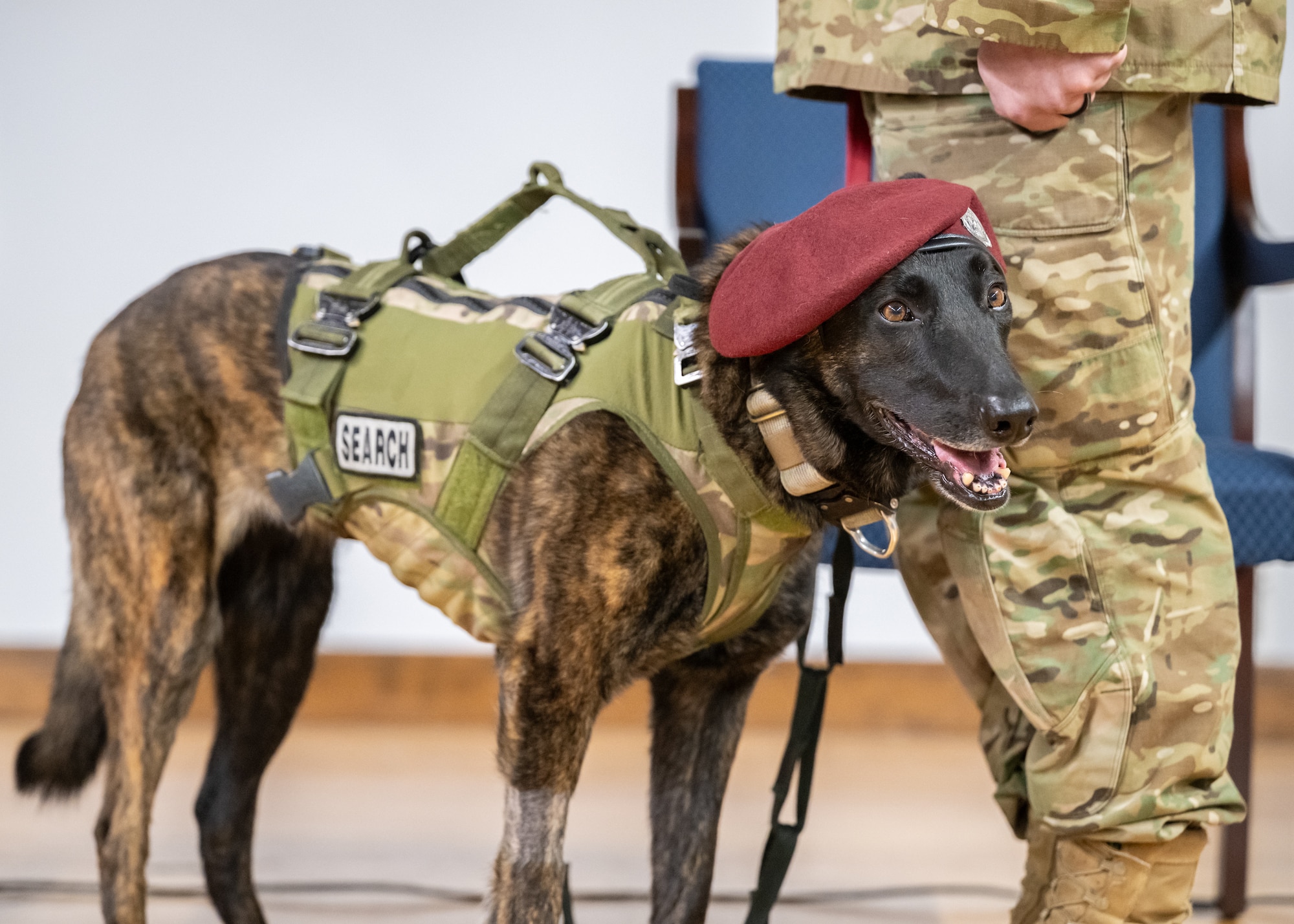 Callie, the only certified search-and-rescue dog in the Department of Defense, is retired from service during a ceremony at the Kentucky Air National Guard Base in Louisville, Ky., Jan. 24, 2025. Over the course of more than six years with the 123rd Special Tactics Squadron, Callie served on numerous exercises and six real-world tastings, searching for survivors in the aftermath of floods, tornadoes, a mine collapse and an avalanche, earning a Meritorious Service Medal for her efforts. (U.S. Air National Guard photo by Dale Greer)