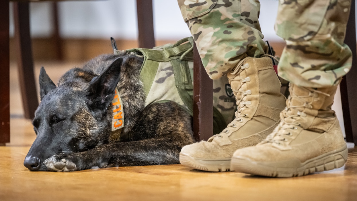 Callie, the only certified search-and-rescue dog in the Department of Defense, takes a nap during her retirement ceremony at the Kentucky Air National Guard Base in Louisville, Ky., Jan. 24, 2025. Over the course of more than six years with the 123rd Special Tactics Squadron, Callie served on numerous exercises and six real-world deployments, searching for survivors in the aftermath of floods, tornadoes, an avalanche, a collapsed coal mine tipple and multiple demolished buildings. (U.S. Air National Guard photo by Dale Greer)