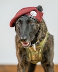 Callie, the only certified search-and-rescue dog in the Department of Defense, is retired from military service during a ceremony at the Kentucky Air National Guard Base in Louisville, Ky., Jan. 24, 2025. Over the course of more than six years with the 123rd Special Tactics Squadron, Callie served on numerous exercises and six real-world deployments, searching for survivors in the aftermath of floods, tornadoes, an avalanche, a collapsed coal mine tipple and multiple demolished buildings, earning a Meritorious Service Medal for her efforts. (U.S. Air National Guard photo by Dale Greer)
