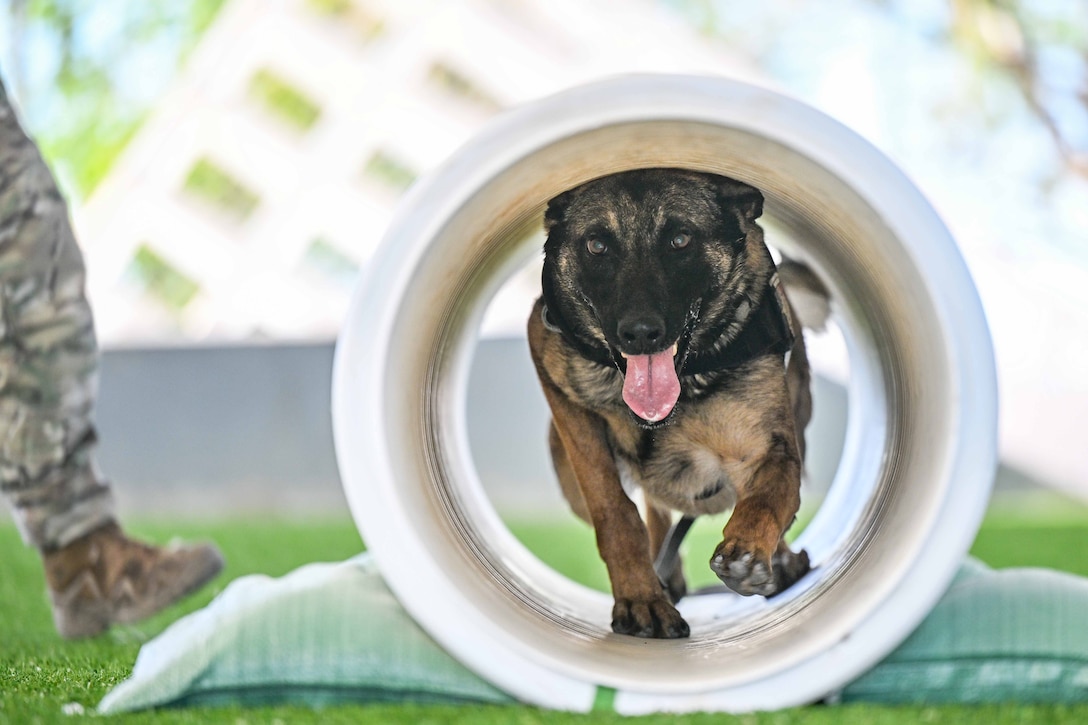 A military working dog climbs through a white tunnel on a turf field as an airman’s leg is seen to the left against a blurred background.