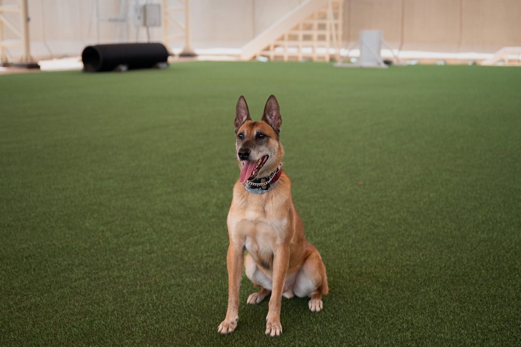A military working dog sits for a photo