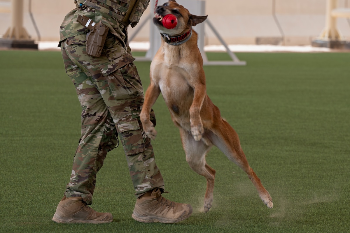 A military working dog jumps and bites a red ball