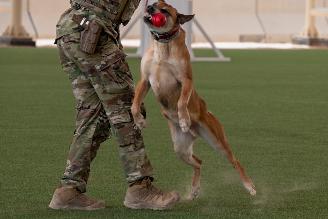 A military working dog jumps and bites a red ball