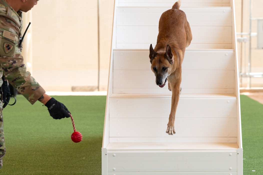 A military working dog runs down a set of stairs, chasing a red ball