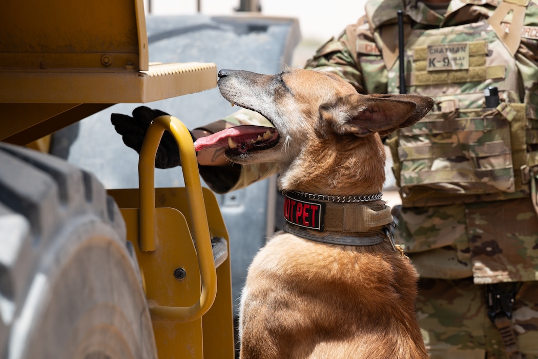 A Military Working Dog sniffs a vehicle