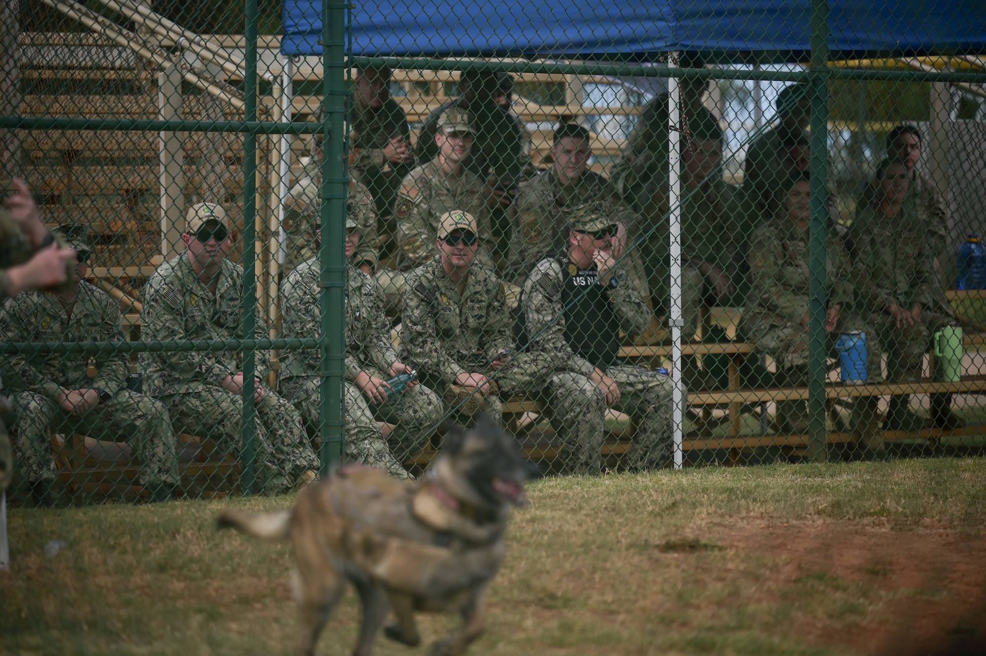 Airmen and sailors observe a military working dog competition.
