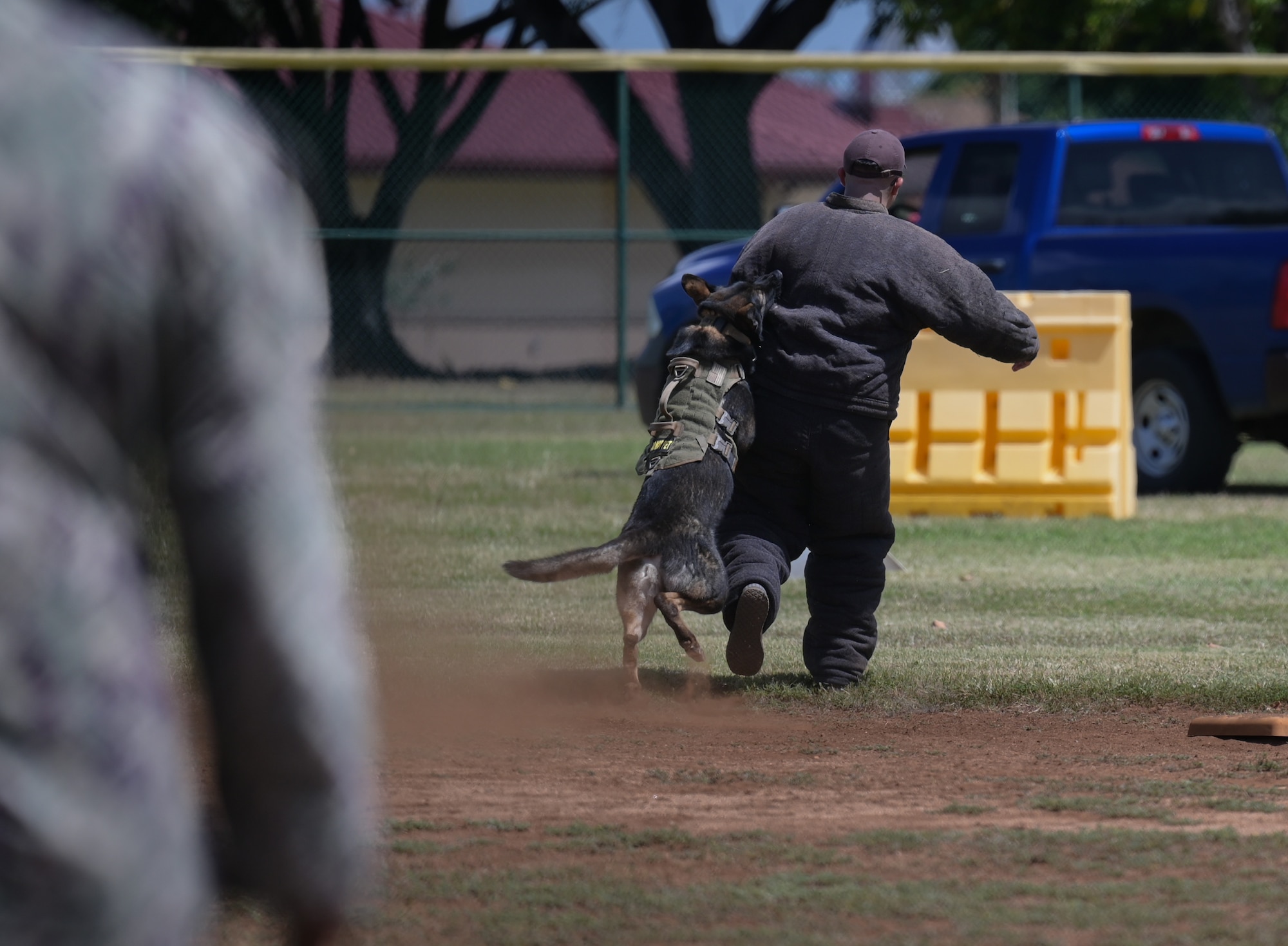A military working dog bites a decoy.
