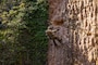 A U.S. Marine rappels during Jungle Leaders Course at the Jungle Warfare Training Center, Okinawa, Japan, May 02, 2025.