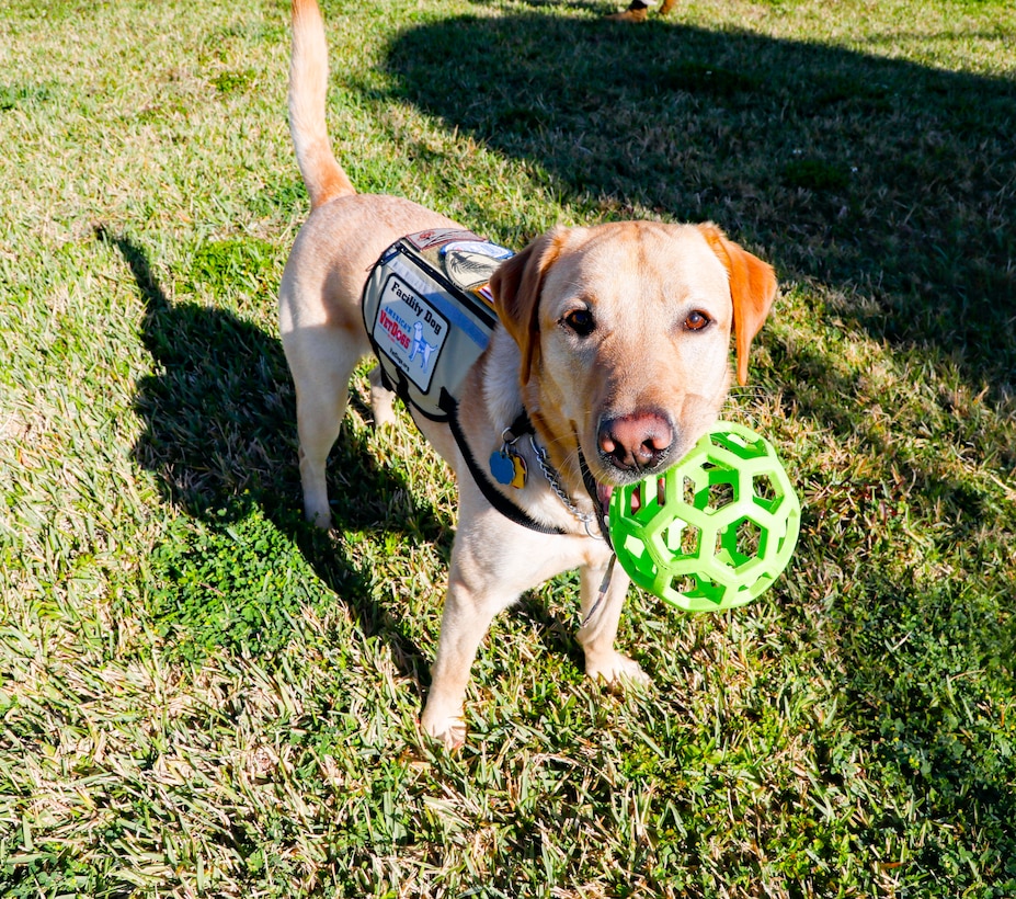 Meet Don, CENTCOM J3’s facility dog. Don and his handler, MGySgt Duriel Johnson, travel around the CENTCOM campus throughout their workday bringing smiles and comfort to all who interact with him. A typical day for the duo involves attending the Commander’s morning meeting, accommodating workplace visit requests, lounging in the J3 office, playtime with J3 workforce and attending the end of day meeting with the J3 Director of Operations. USCENTCOM Commander Gen. Michael Erik Kurilla refers to Don as the Green Mile because he soaks in all the negativity from any given room.