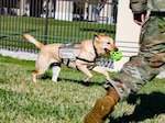 Meet Don, CENTCOM J3’s facility dog. Don and his handler, MGySgt Duriel Johnson, travel around the CENTCOM campus throughout their workday bringing smiles and comfort to all who interact with him. A typical day for the duo involves attending the Commander’s morning meeting, accommodating workplace visit requests, lounging in the J3 office, playtime with J3 workforce and attending the end of day meeting with the J3 Director of Operations. USCENTCOM Commander Gen. Michael Erik Kurilla refers to Don as the Green Mile because he soaks in all the negativity from any given room.
