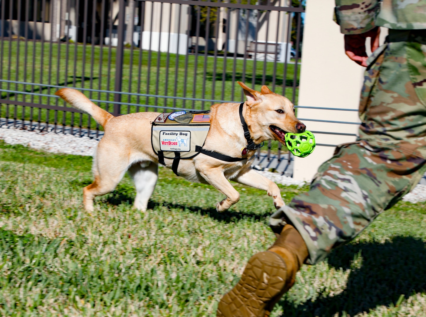 Meet Don, CENTCOM J3’s facility dog. Don and his handler, MGySgt Duriel Johnson, travel around the CENTCOM campus throughout their workday bringing smiles and comfort to all who interact with him. A typical day for the duo involves attending the Commander’s morning meeting, accommodating workplace visit requests, lounging in the J3 office, playtime with J3 workforce and attending the end of day meeting with the J3 Director of Operations. USCENTCOM Commander Gen. Michael Erik Kurilla refers to Don as the Green Mile because he soaks in all the negativity from any given room.