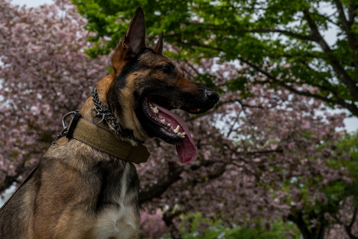 A military working dog assigned to the 35th Security Forces Squadron sits during a Police Week demonstration.