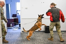 Two Airman with a military working dog biting a padded arm to demonstrate bite training
