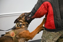 A military working dog biting a padded arm to demonstrate bite training